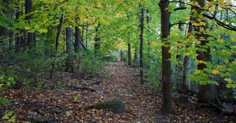 View of trees in early autumn at the University of Wisconsin Arboretum