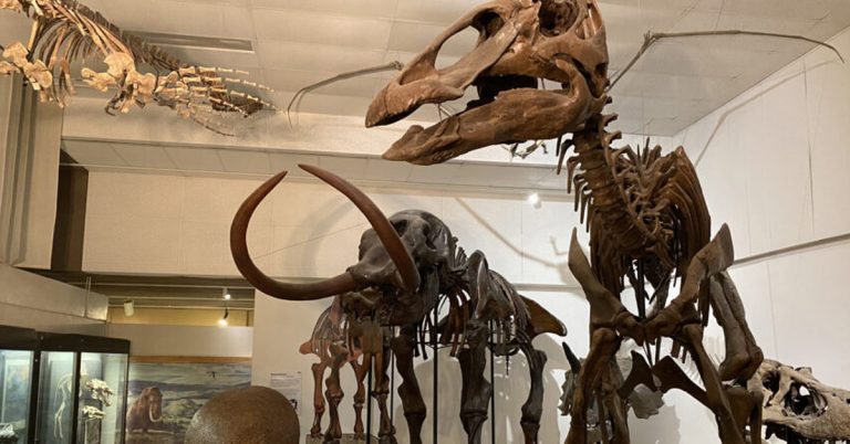 Fossil specimens on display at the UW Geology Museum, featuring ancient preserved shells, bones, and rock formations arranged in exhibit cases for visitors to explore.
